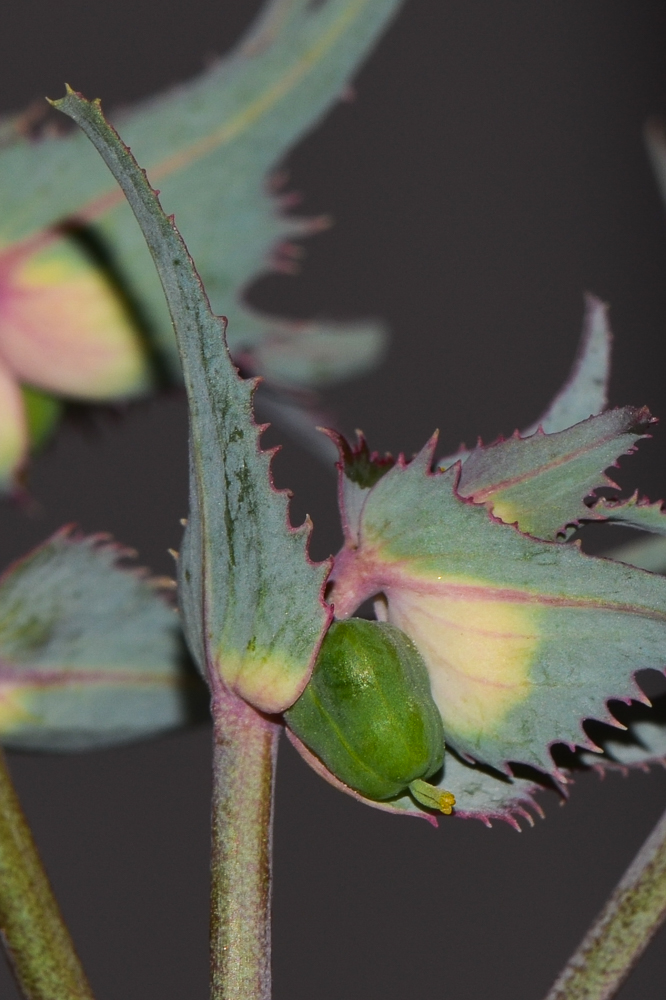 Image of Euphorbia retusa specimen.