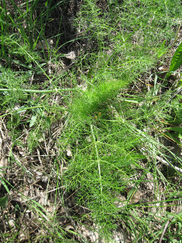 Image of Foeniculum vulgare specimen.