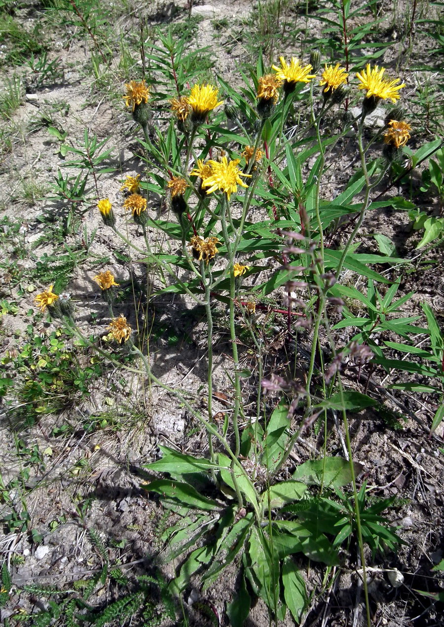 Image of genus Hieracium specimen.