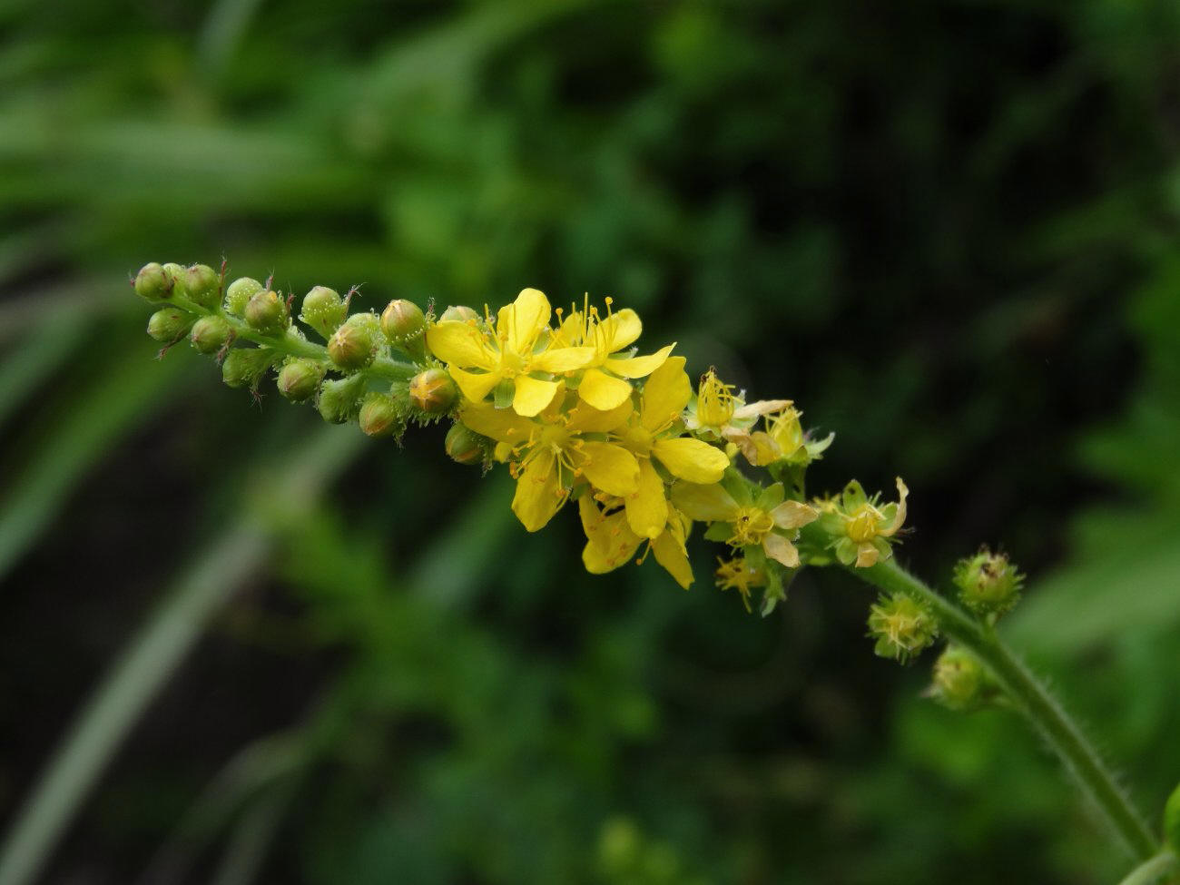 Image of Agrimonia coreana specimen.