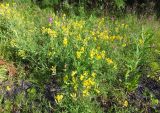 Lathyrus pratensis