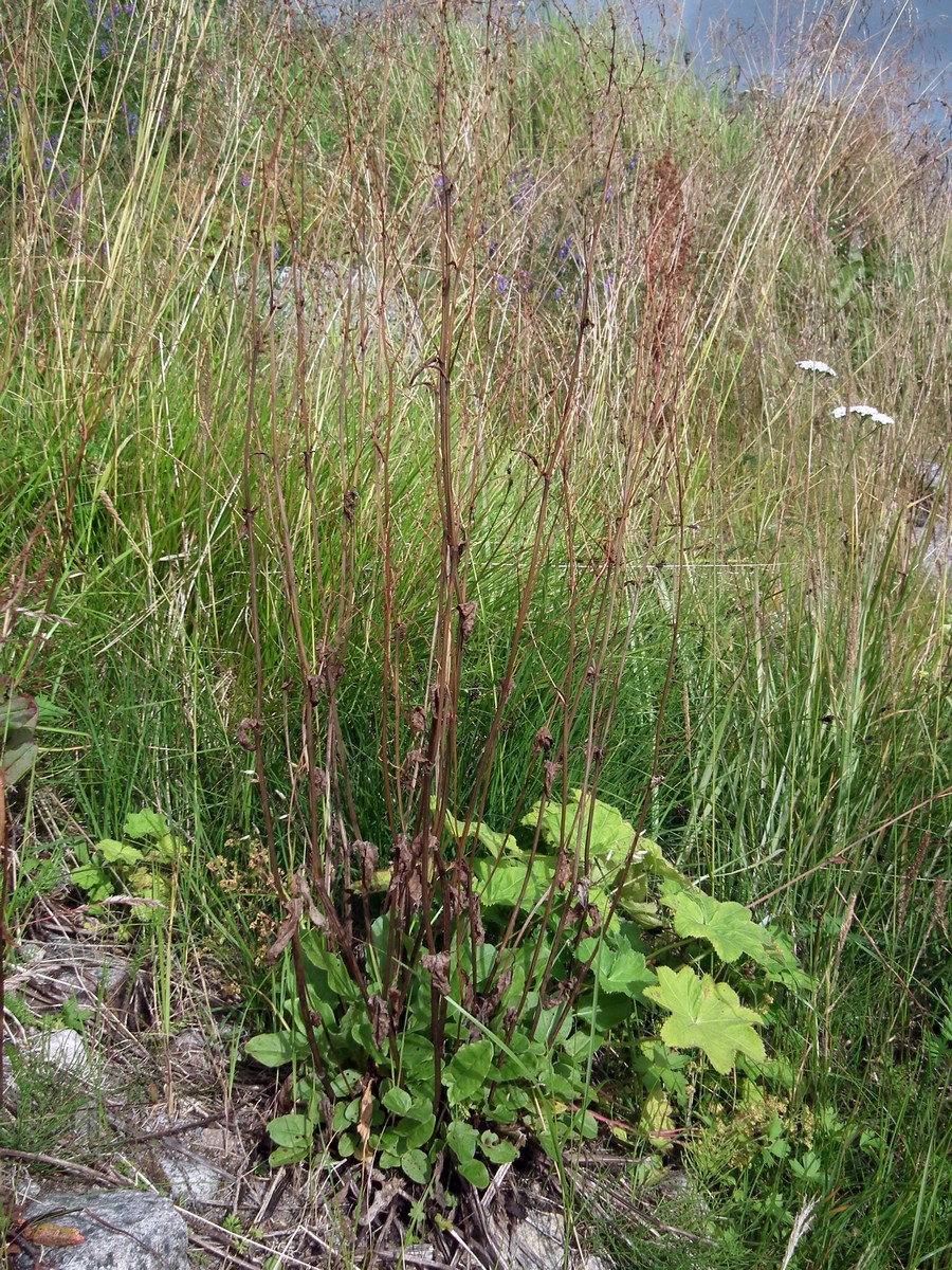 Изображение особи Rumex lapponicus.