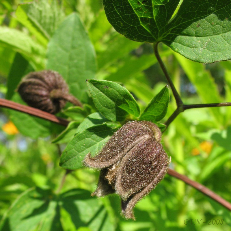 Изображение особи Clematis fusca.