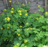 Chelidonium majus