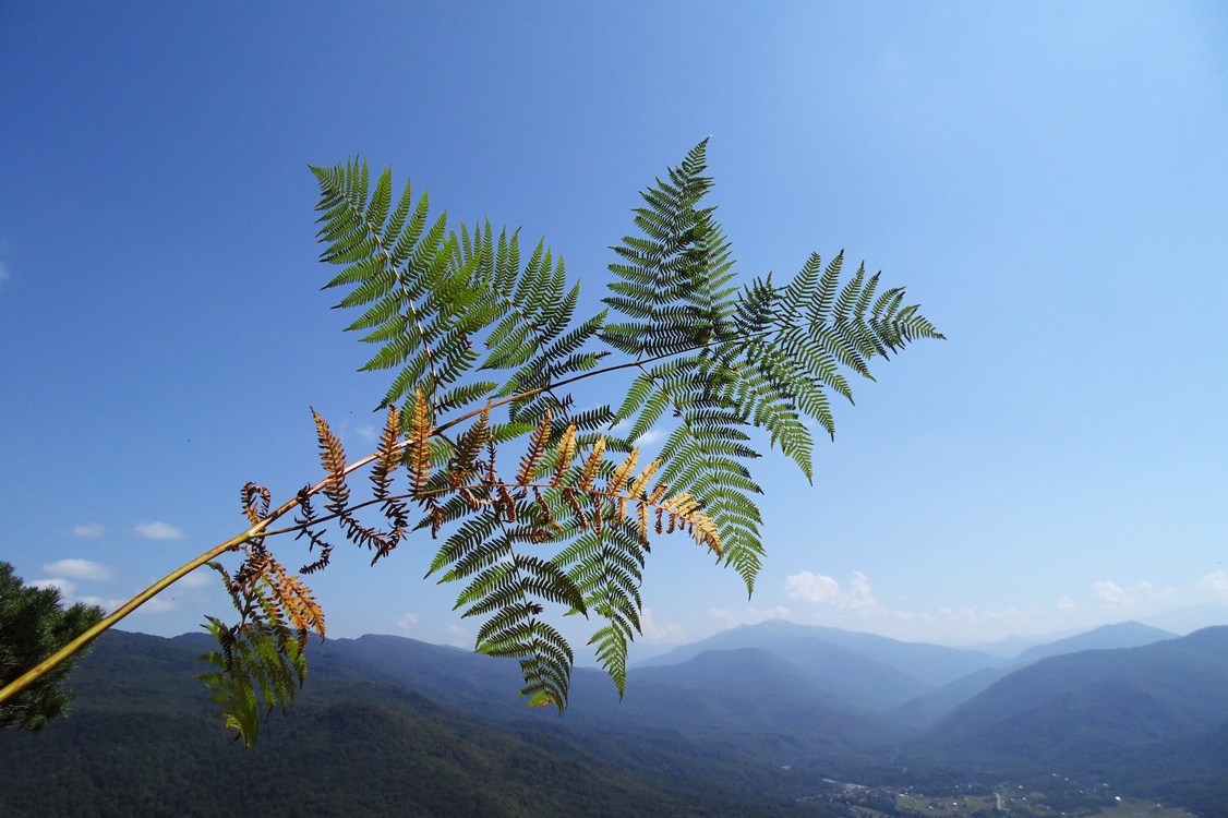 Изображение особи Pteridium aquilinum.