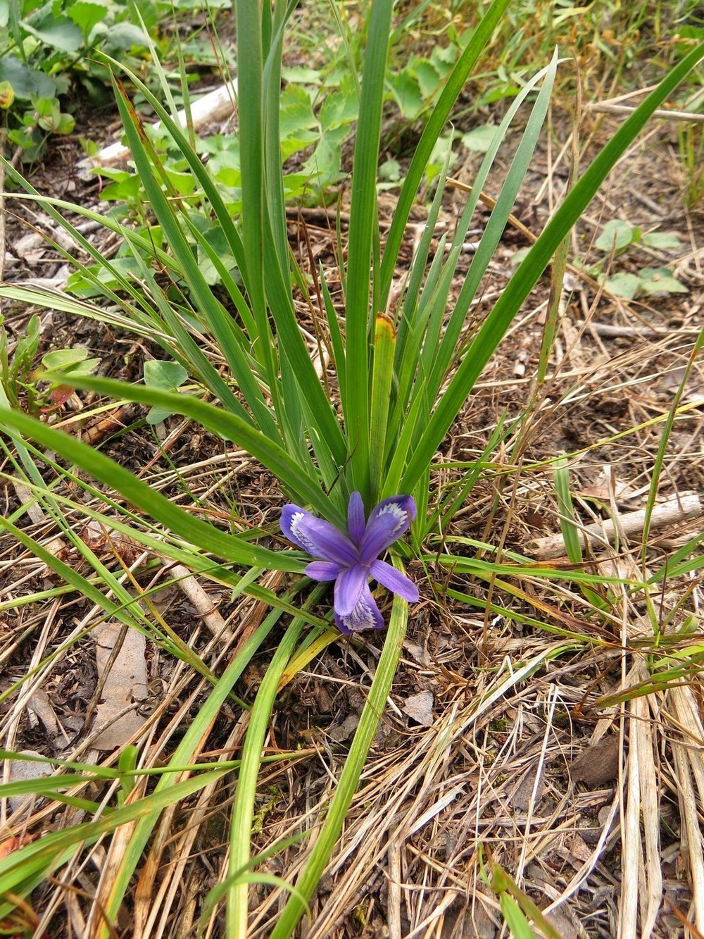 Изображение особи Iris ruthenica.