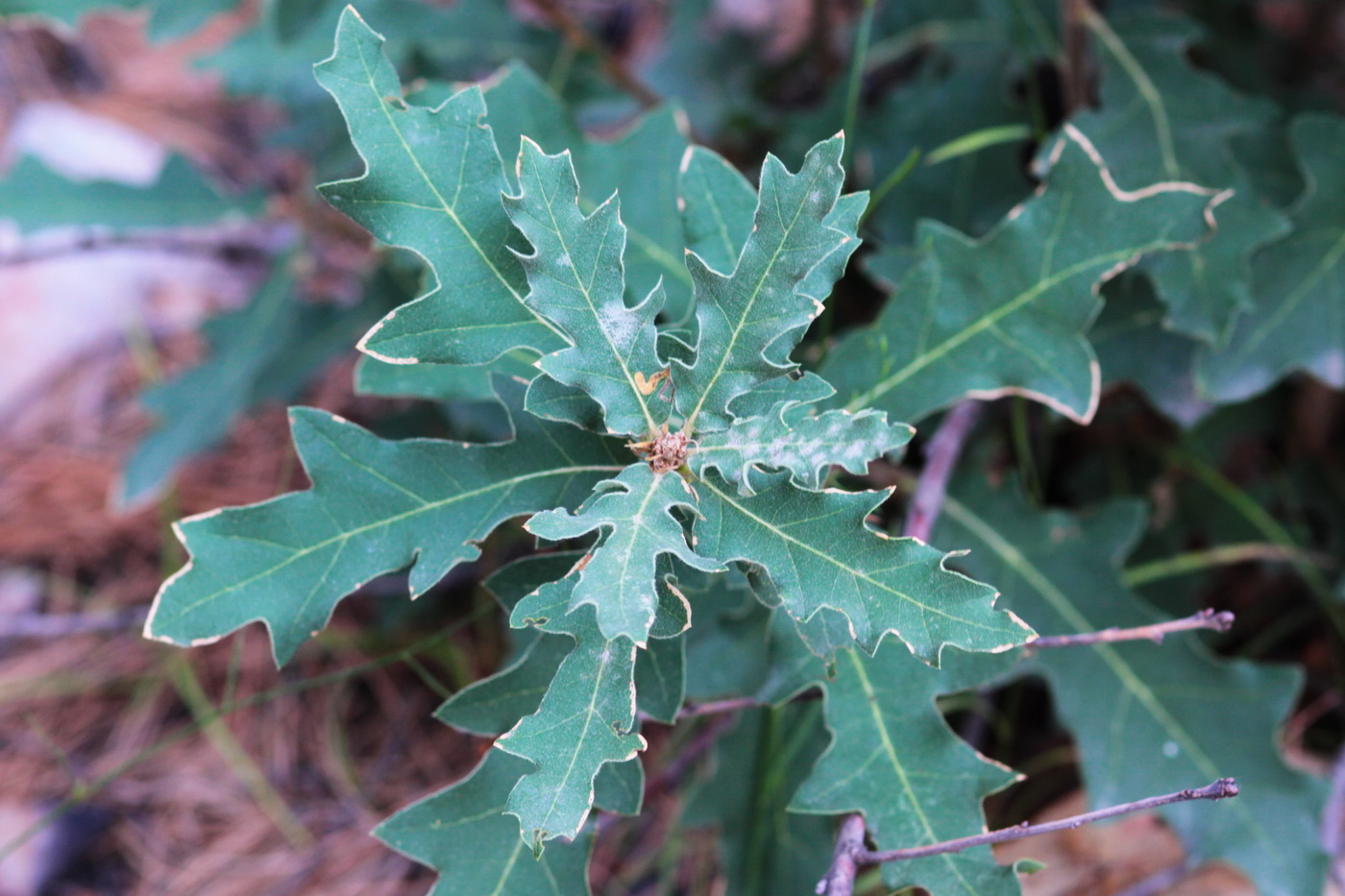 Image of genus Quercus specimen.