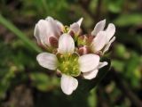 Cochlearia danica