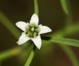 Image of taxon representative. Author is Вера Волкотруб