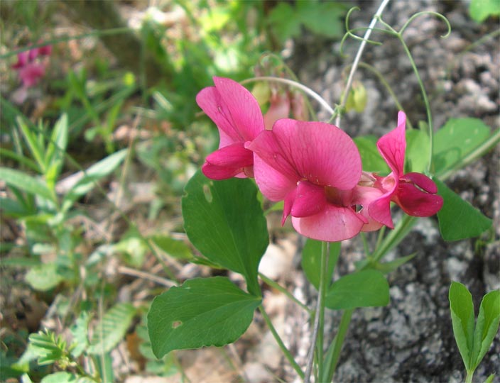 Изображение особи Lathyrus rotundifolius.