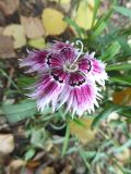 Dianthus chinensis