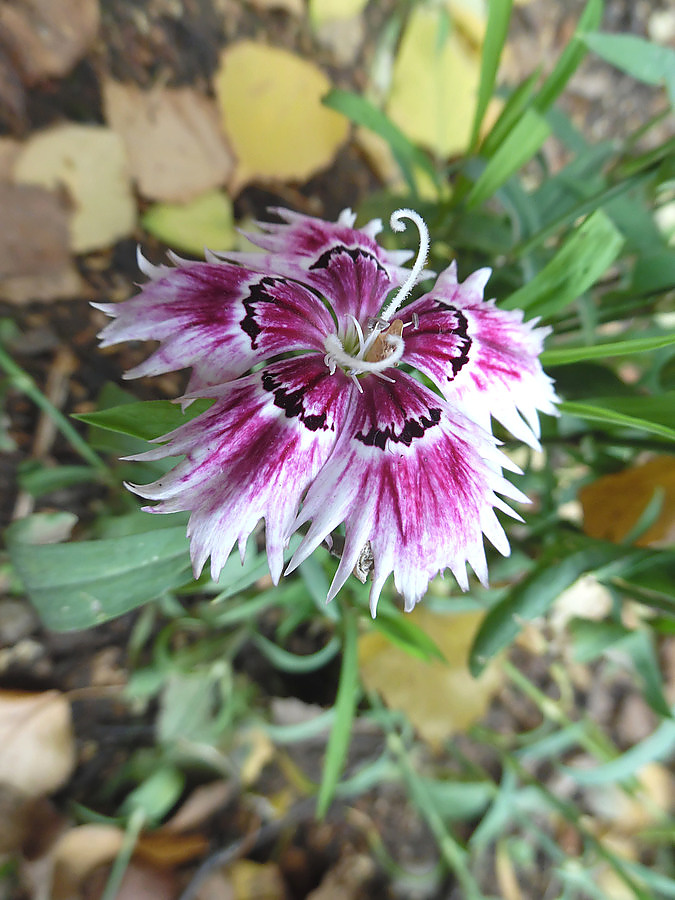 Изображение особи Dianthus chinensis.