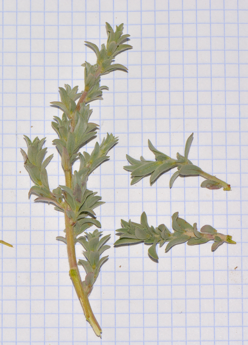Image of Bassia indica specimen.
