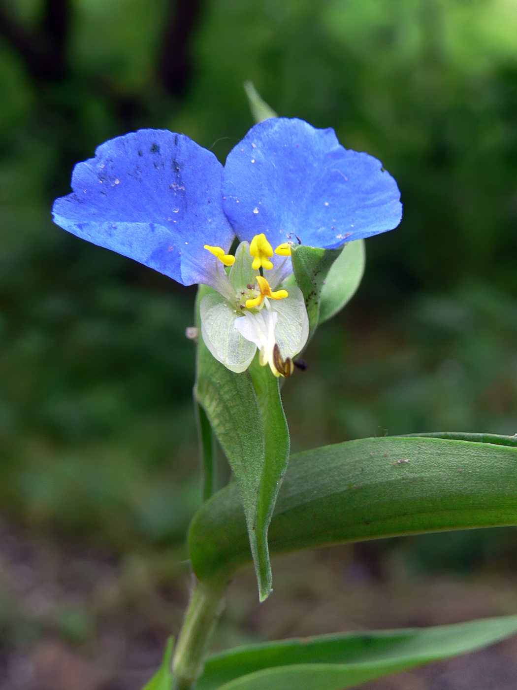 Изображение особи Commelina communis.