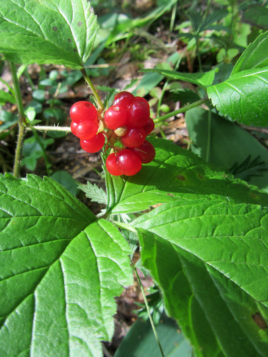 Изображение особи Rubus saxatilis.