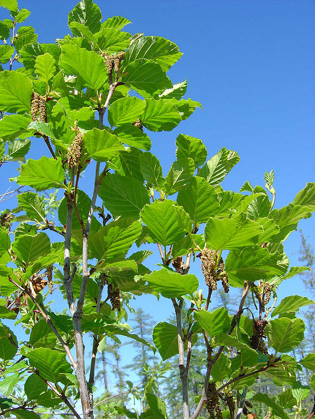 Изображение особи Duschekia fruticosa.