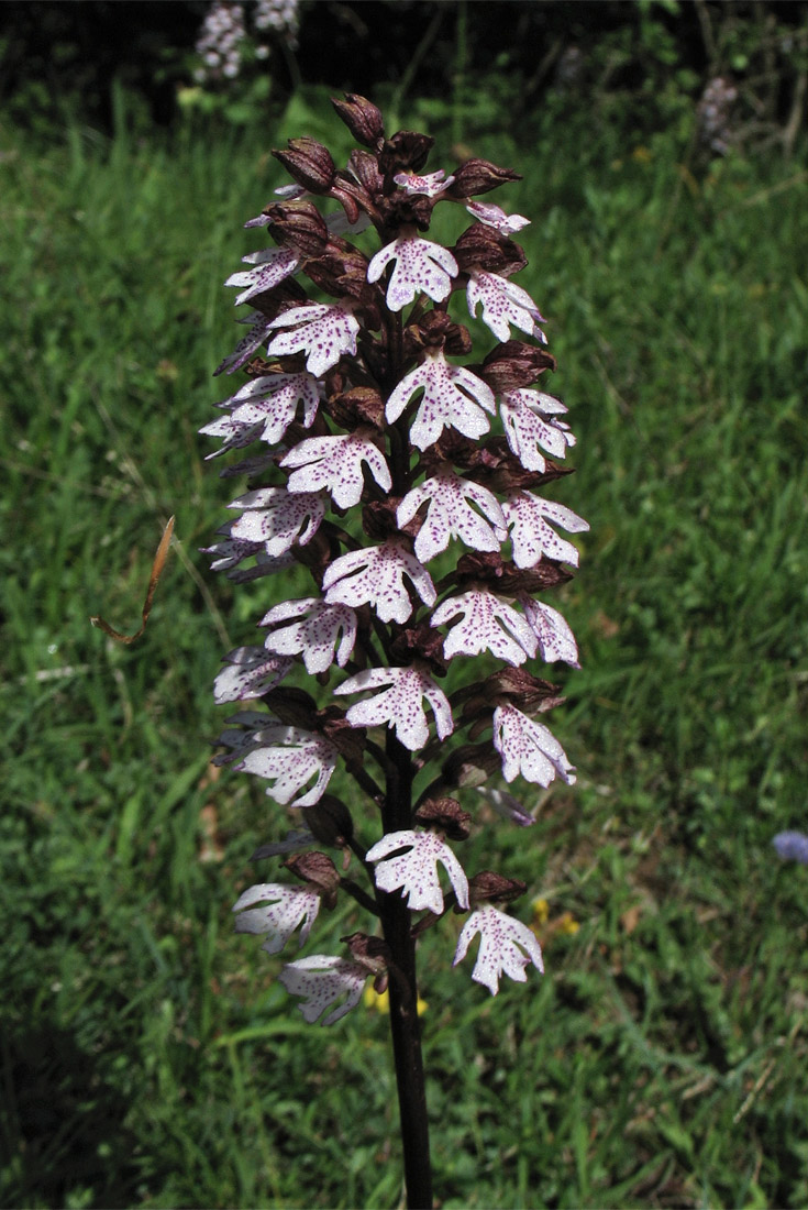 Image of Orchis purpurea specimen.