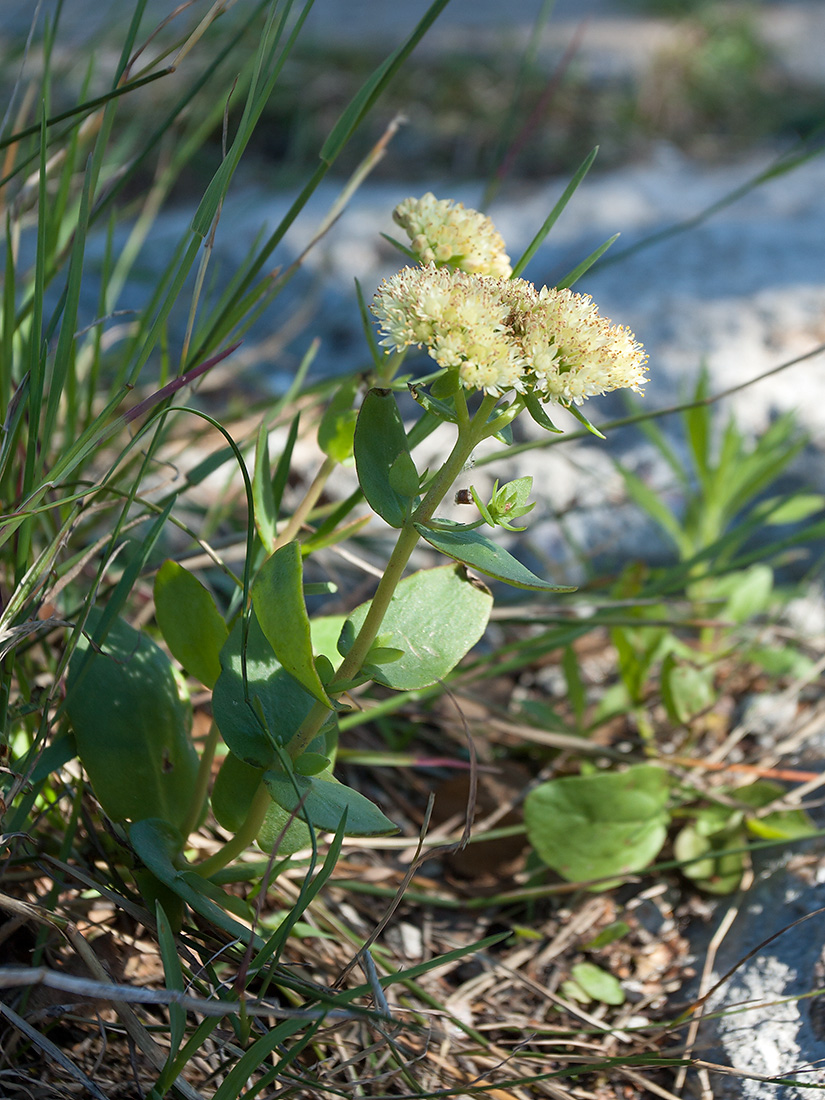 Image of Hylotelephium ruprechtii specimen.