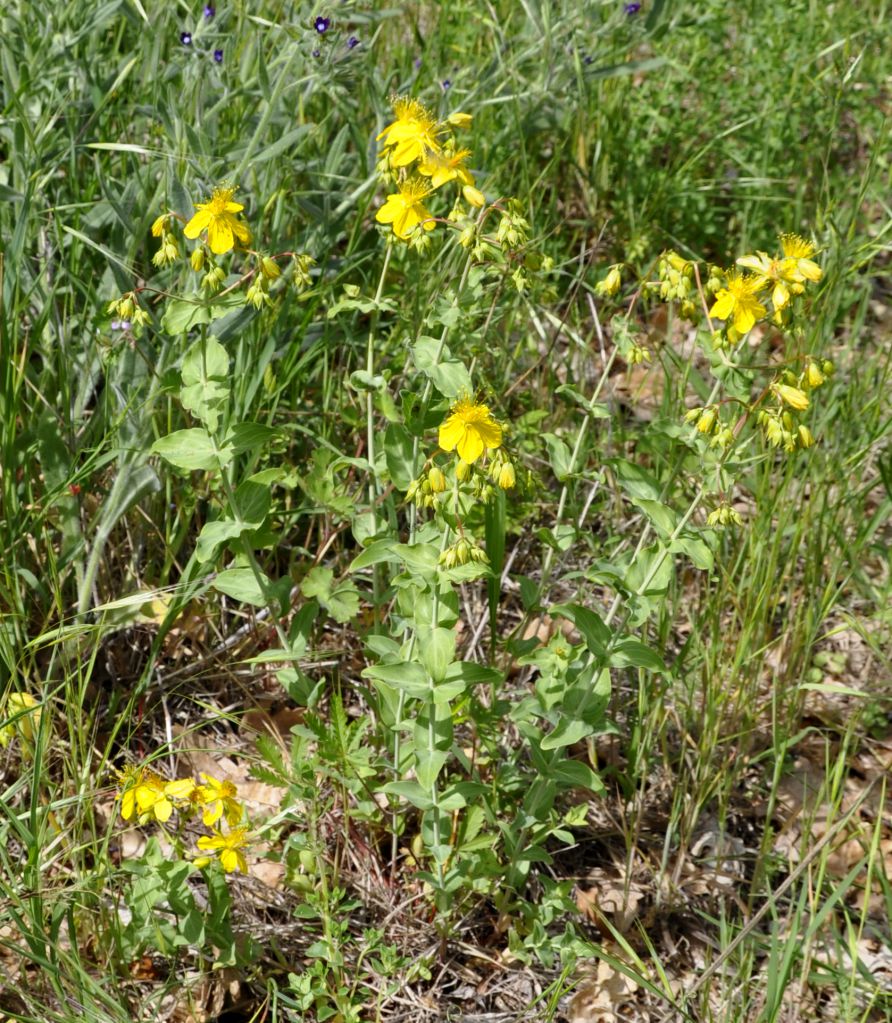 Image of Hypericum montbretii specimen.