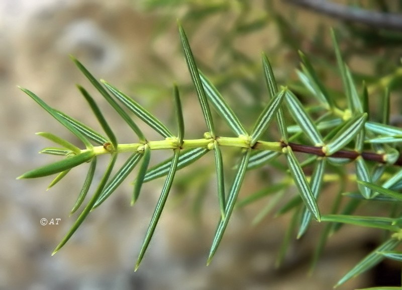 Image of Juniperus oxycedrus specimen.