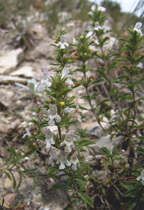 Image of Satureja subdentata specimen.