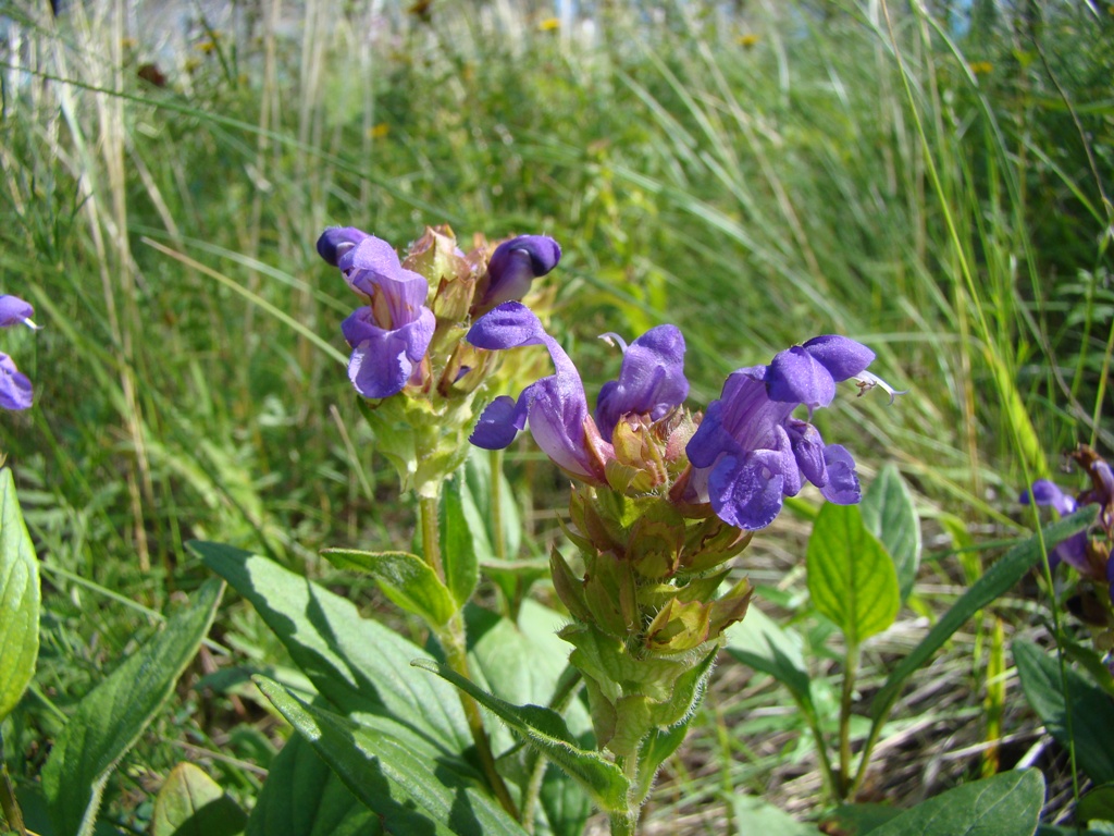 Image of Prunella grandiflora specimen.