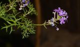 Image of taxon representative. Author is Татьяна Мальчинская