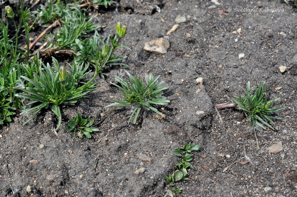 Изображение особи Campanula rotundifolia.