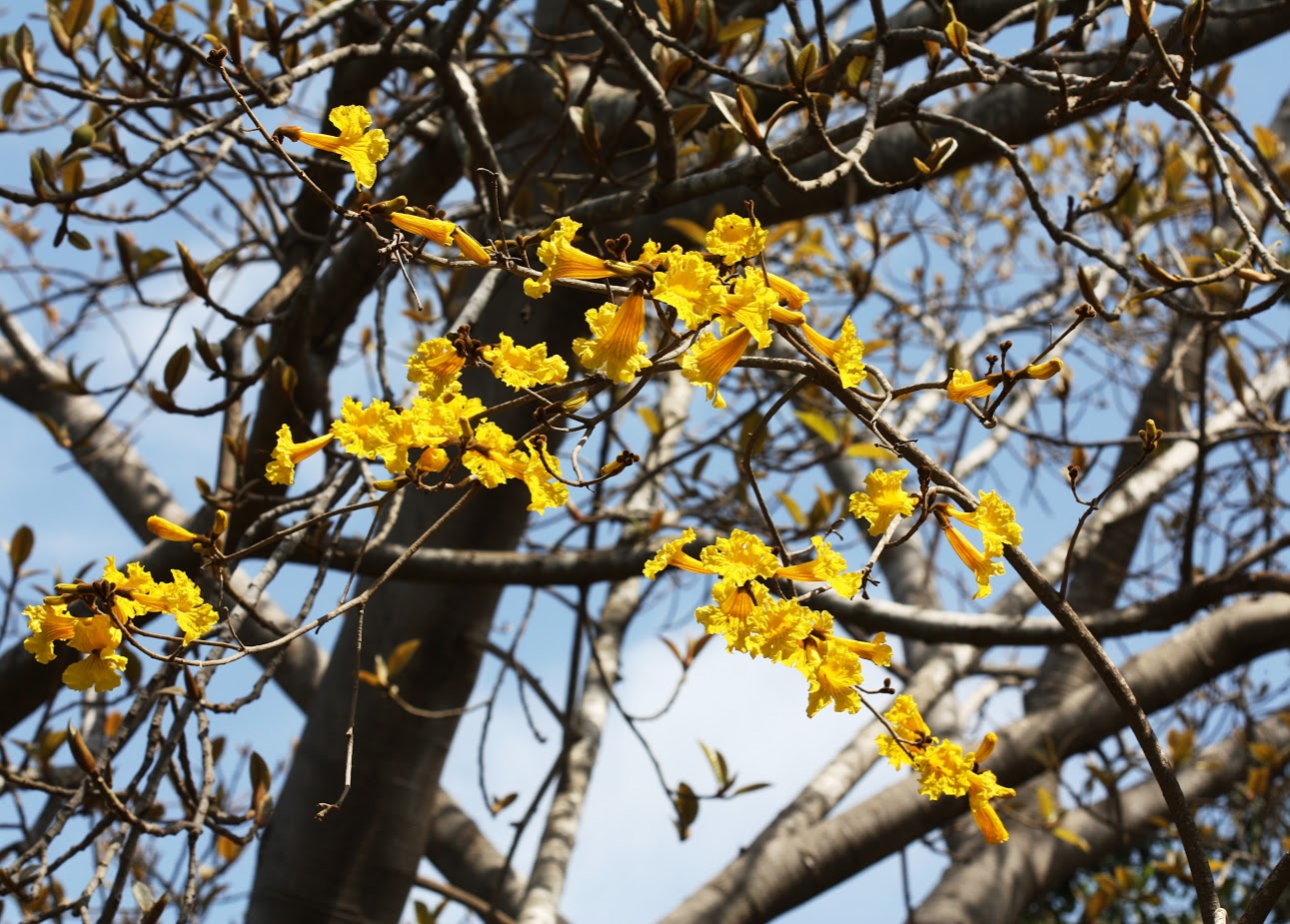 Image of Handroanthus chrysanthus specimen.