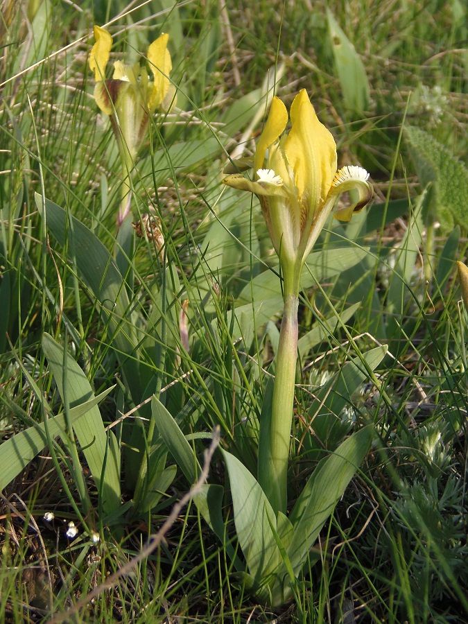 Image of Iris pumila specimen.