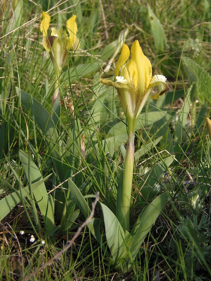 Изображение особи Iris pumila.