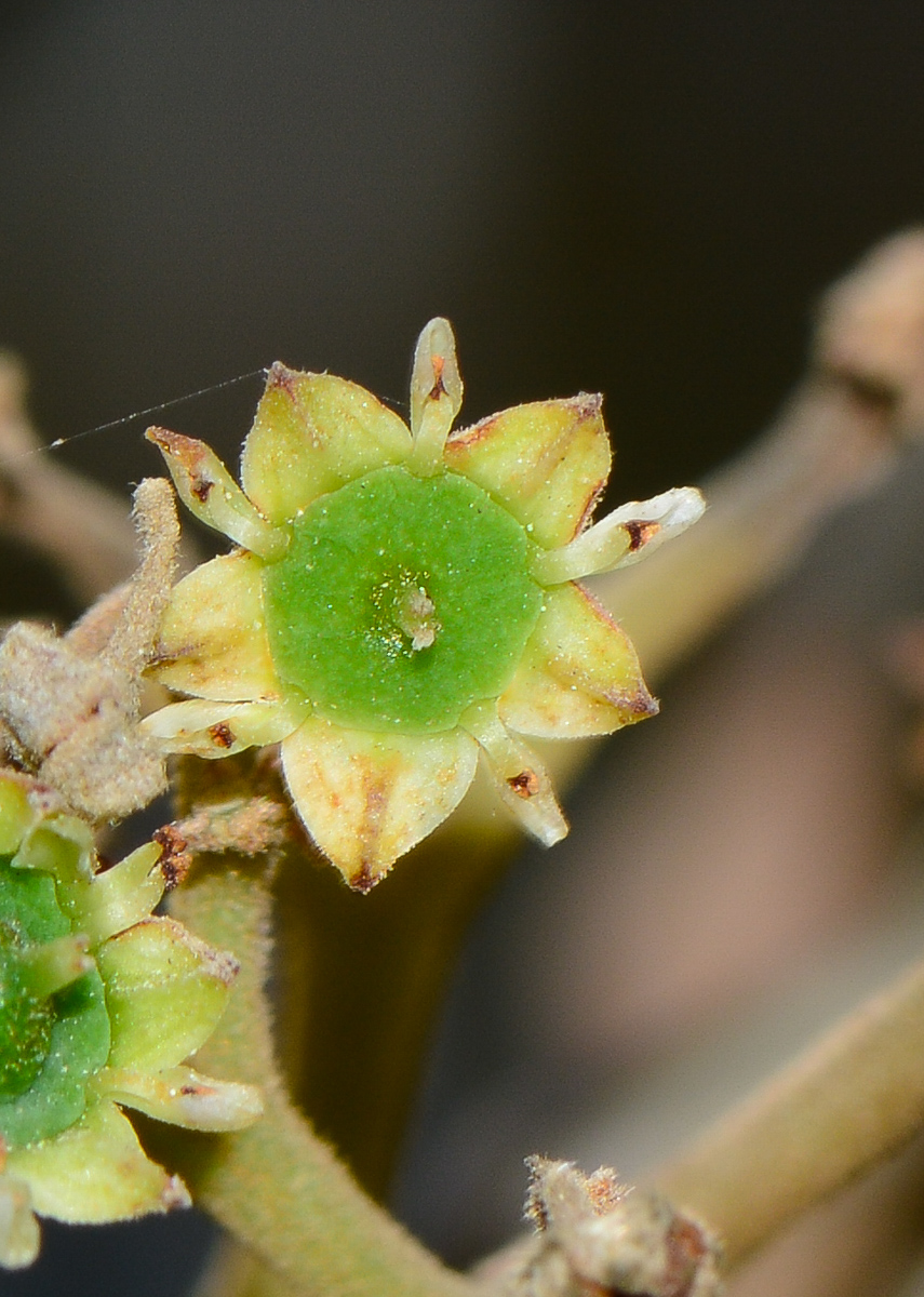 Image of Alphitonia excelsa specimen.