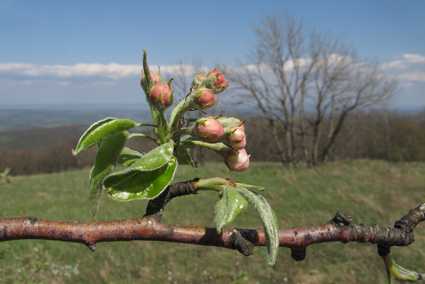 Изображение особи Malus orientalis.