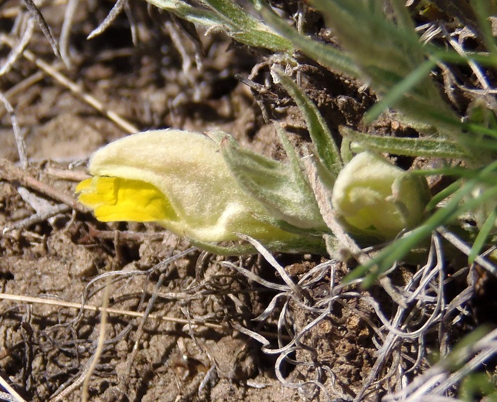 Image of Cymbochasma borysthenica specimen.