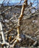 Populus balsamifera. Часть ветви. Чувашия, г. Шумерля. 7 апреля 2010 г.