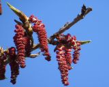 Populus balsamifera