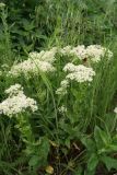 Cardaria draba. Цветущее растение. Ростовская обл., г. Волгодонск, на краю леса, на выпасе. 25.05.2017.