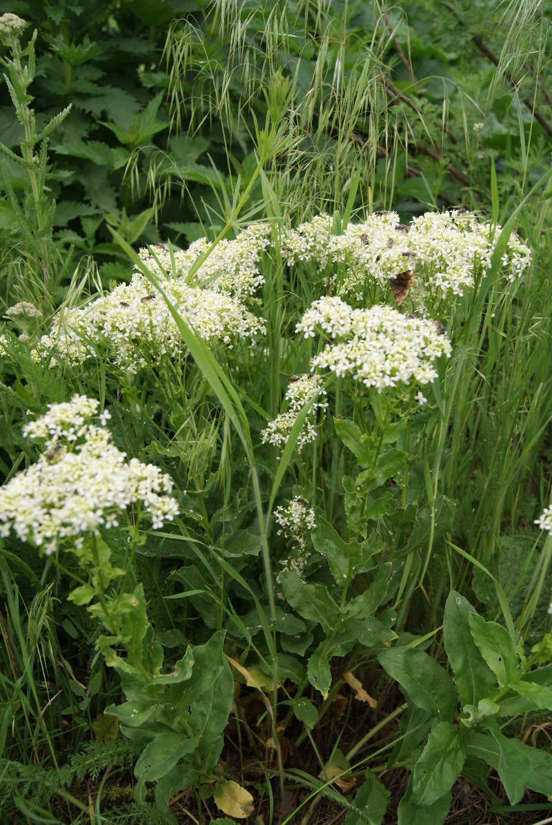Image of Cardaria draba specimen.