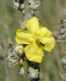 Verbascum