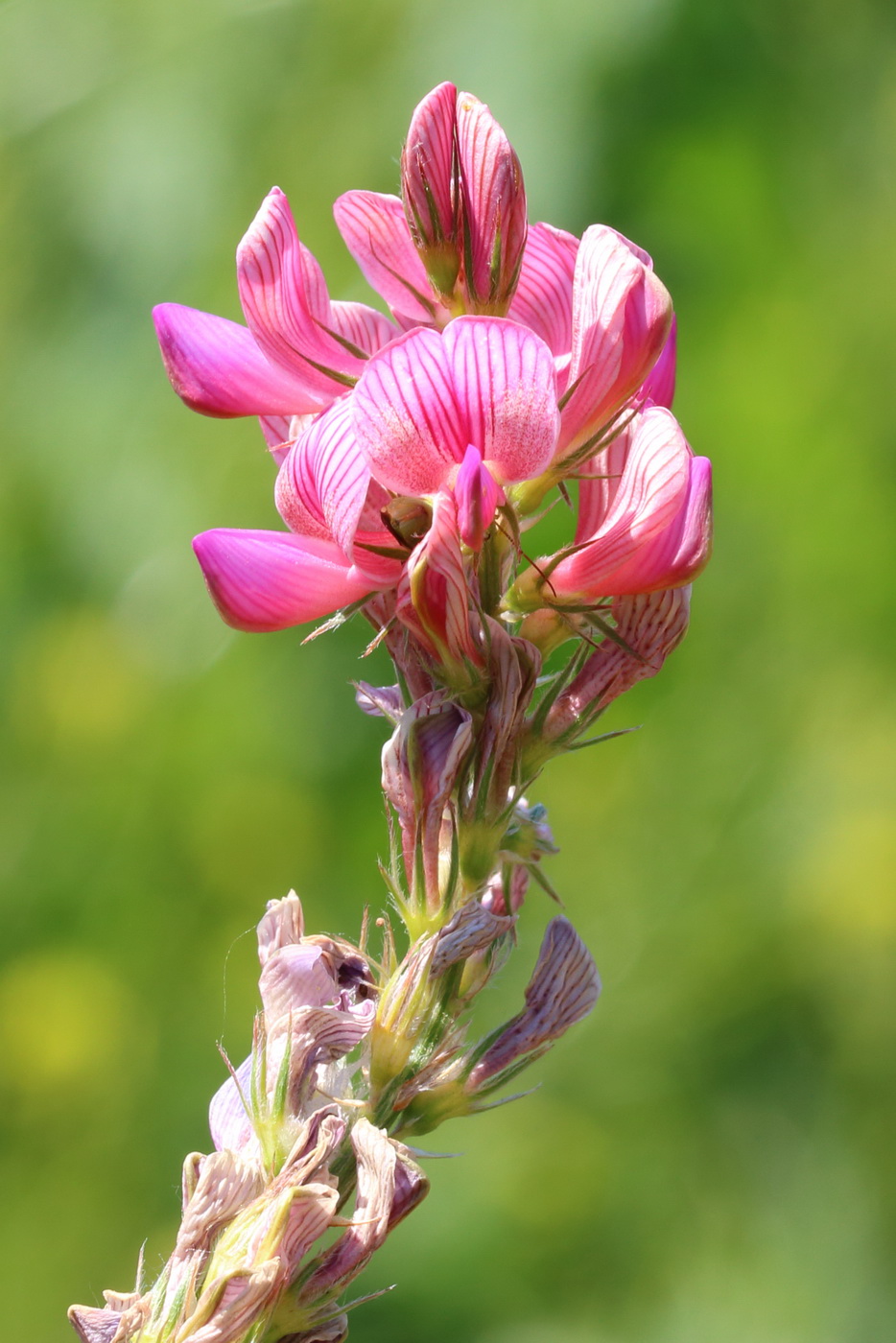 Image of Onobrychis viciifolia specimen.