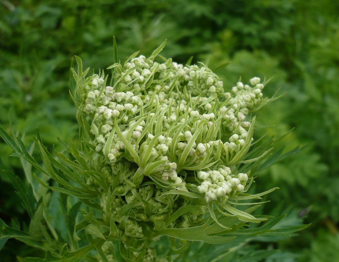 Image of Pleurospermum uralense specimen.