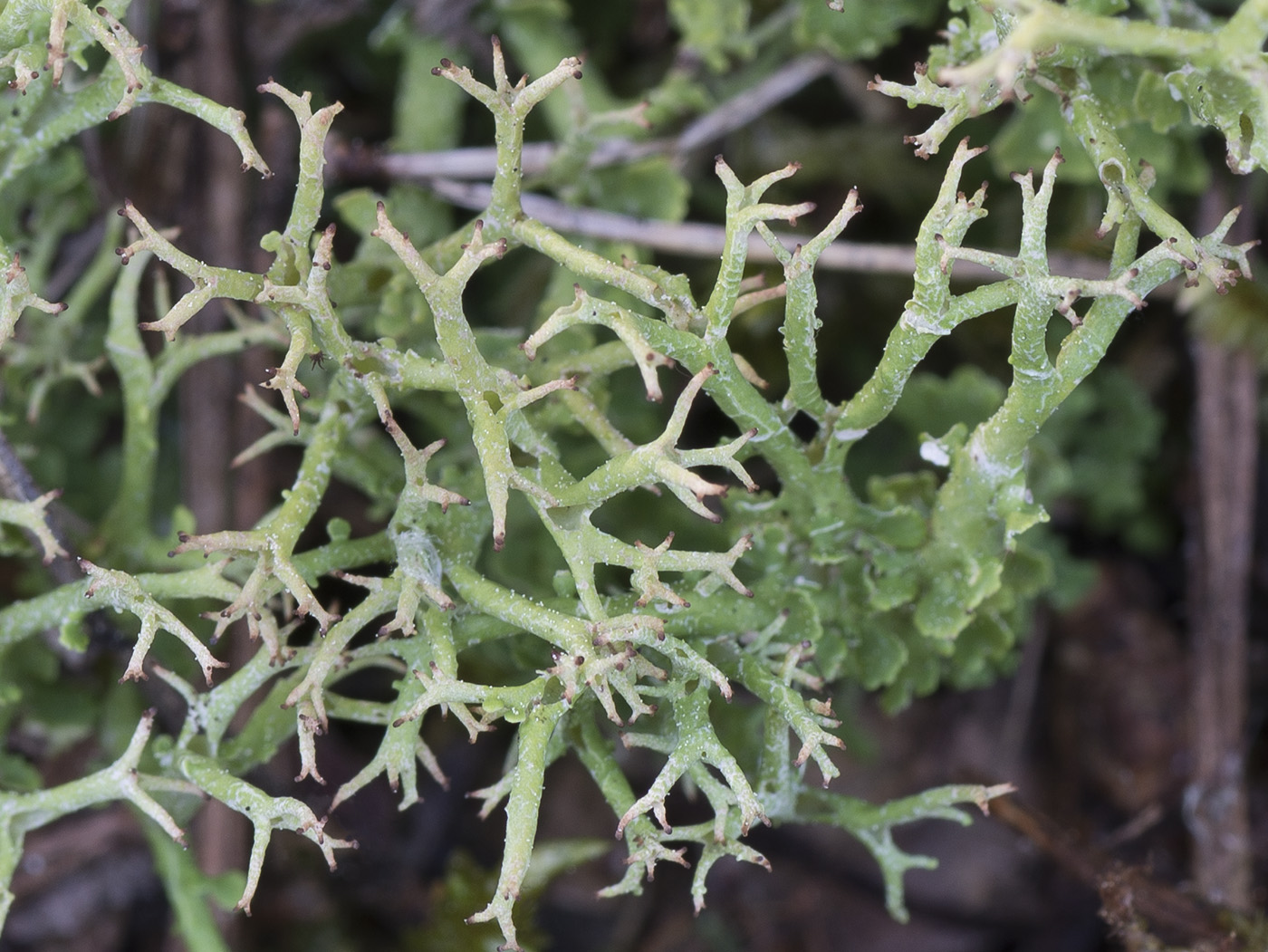 Изображение особи Cladonia furcata.