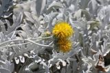 Centaurea cineraria