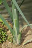 Typha latifolia