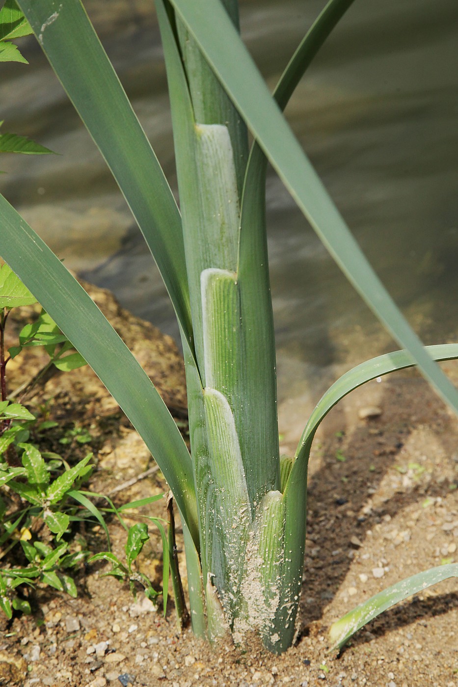 Image of Typha latifolia specimen.