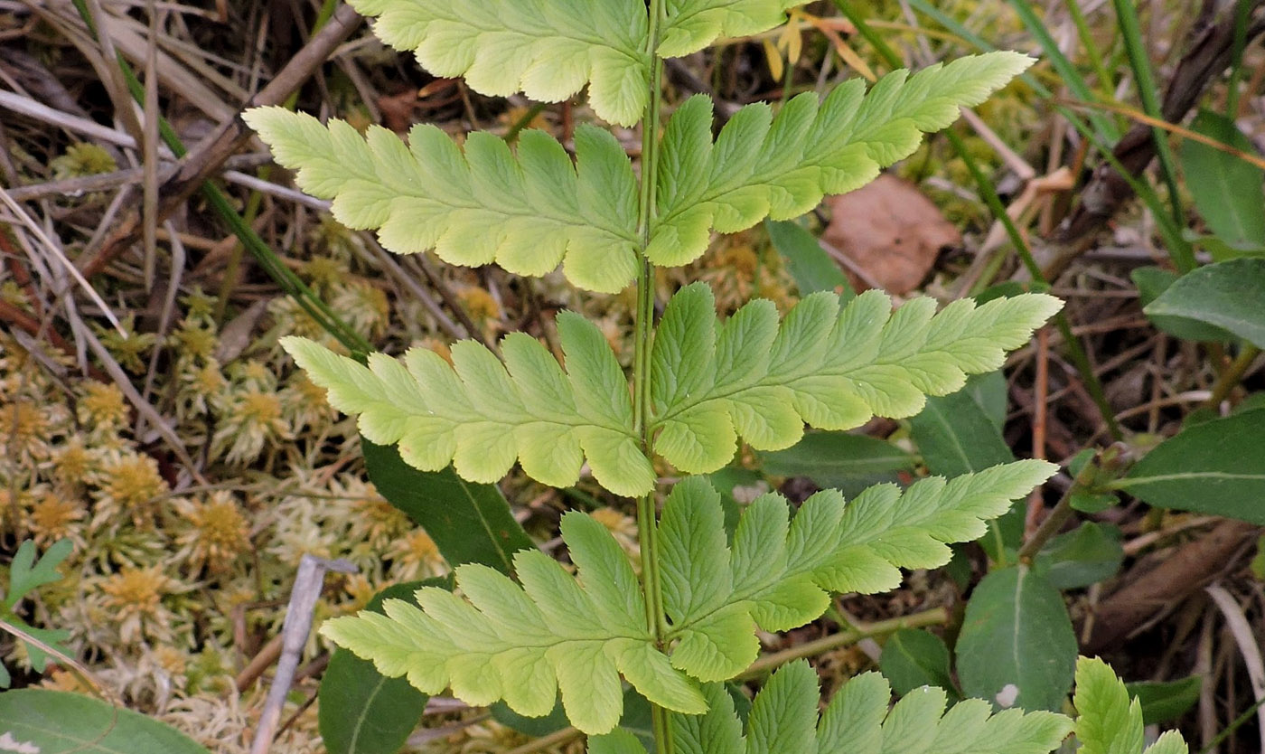 Изображение особи Dryopteris cristata.