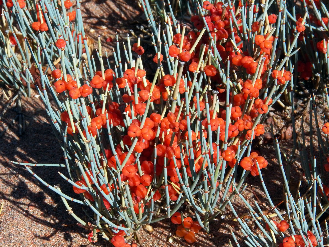 Image of Ephedra intermedia specimen.