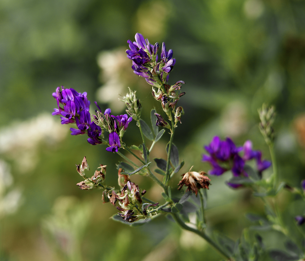 Изображение особи Medicago sativa.