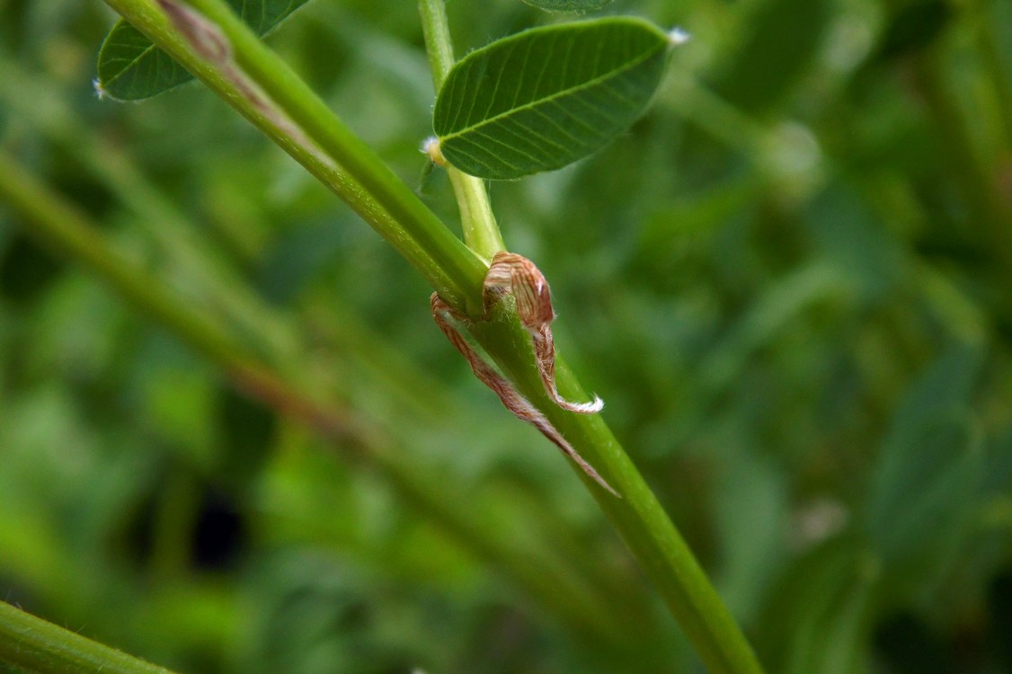 Изображение особи Hedysarum caucasicum.