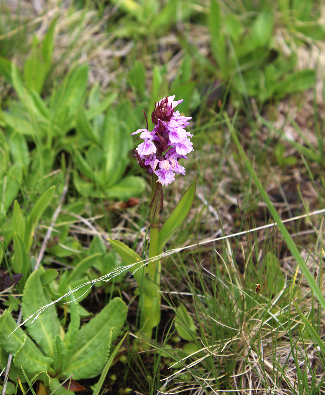 Изображение особи Dactylorhiza euxina.